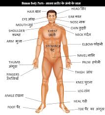 human body parts name in english hindi
