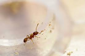 surprising parasite can make ants live