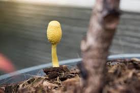 mushrooms growing in vegetable garden