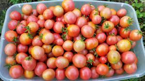 tomato garden pearl seeds certified