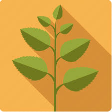 Green Herb Ingredient Mint Plant