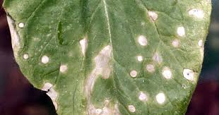 white leaf spots on cole crops