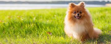 pomeranian dog breed facts and