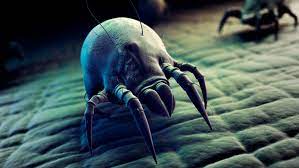 dust mites in your bed