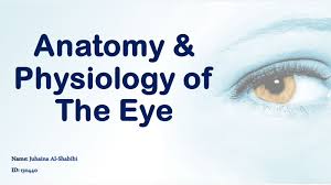the anatomy physiology of the eye