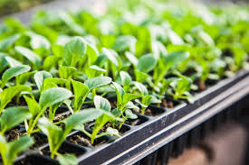 How To Achieve Your Best Ever Hydroponic Germination Rates