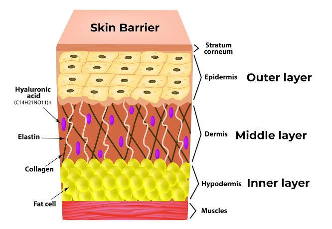What is the Skin Barrier? - Midwest Bioprocessing Center