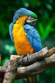 parrot picture and hd photos free