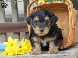 All of these beautiful puppies are available today! Yorkie Poo Puppies Collection Of Pictures And Breed Idea Youtube