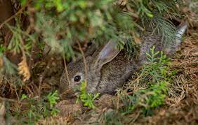 how to get rid of pesky rabbits