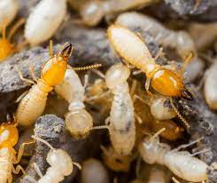 how do termite fumigations work a