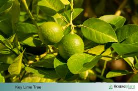 grow your own indoor key lime tree