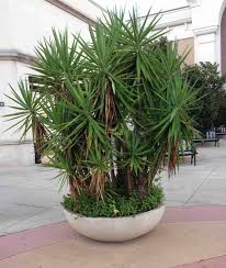 Prune the yucca trees in the spring just before their growth period. Yucca Plant Care Growing The Yucca Tree How To