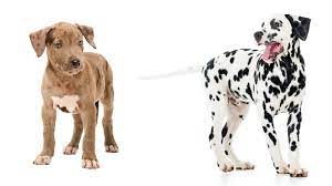 Goofy dalmation dogs dalmatian mix animals basset shelter dogs. Is The Dalmatian Pitbull Mix The Right Pet For Me