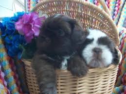 Find shih tzus for sale in springfield, ma on oodle classifieds. Shih Tzu Puppies For Sale In Marlboro Massachusetts Classified Americanlisted Com