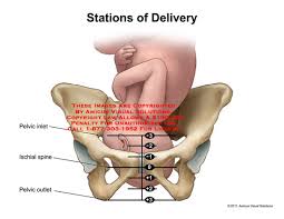 Amicus Illustration Of Amicus Medical Stations Delivery Baby