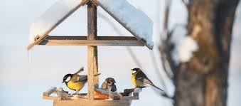 to attract winter birds to your yard
