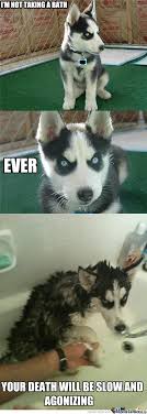 Husky Memes. Best Collection of Funny Husky Pictures via Relatably.com