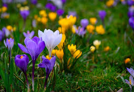 Flowers To Brighten Up Your Home Garden