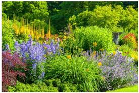 5 Easy Perennial Plants For Beginners
