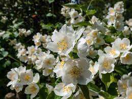 White Flowering Shrubs 31 White Flower