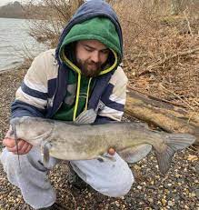 freshwater big dam catfish the