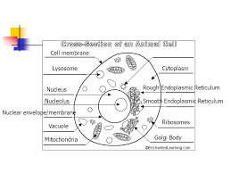 Animal cell drawing animal cell anatomy animal cell parts animal cell structure plant cell labeled plant cell diagram plant cell model animal cell project plant and animal cells. Cell Structures Functions And Transport Ppt Download