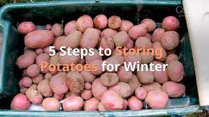 How To Potatoes For Winter