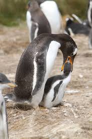 Emperor penguins are foraging predators that feed on fishes, squids, and sometimes krill in the cold, productive during this time, he does not feed and huddles with other nearby males to conserve body heat. How Do Penguins Feed Their Chicks Penguins International