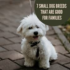 7 small dog breeds that are great for