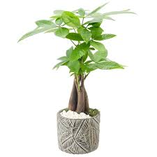 Tropico Leaf Gray Ceramic Planter