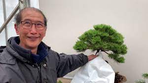 how to make a bonsai from a pine