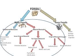 The Fossilization Flow Chart Ppt Video Online Download