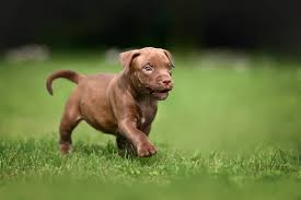 pitbull puppies stock photos royalty