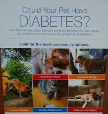 Diabetes in dogs is caused by the inability to properly regulate blood sugar. Pet Diabetes Why Early Diagnosis Is Critical Belle Mead Animal Hospital Veterinary Hospital In New Jersey