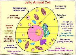 Biologycorner.com animal cell coloring answer key : Animal Cell Otaku Wallpaper