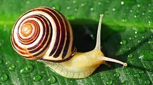 how do snails get their ss