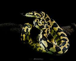 jungle python morelia spilota cheynei