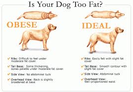 Is This The Reason Why Labradors Are Obese 3 Million Dogs