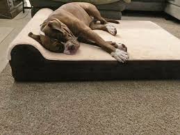 the 12 best orthopedic dog beds of 2024