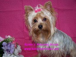 Yorkietymes has babydoll face teacup yorkies available. Karens Yorkies Yorkie Puppies For Sale Yorky Breeder We Have Many Yorkies For Sale Yorkie Puppy Yorky Puppies Teacup Yorkies Yorkshire Terrier