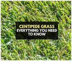 Cutting away more of the grass stresses and weakens it, increasing the risk of a fungal disease. Centipede Grass Types Growing Care Guide Problems Diseases