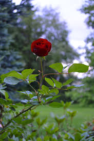 single red rose anniversary