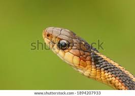 Most snakes are not adapted to city dwelling, so it's no surprise that chicago and the immediate suburbs host only around a dozen snakes. Shutterstock Puzzlepix