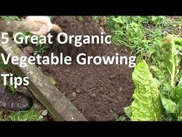 Best Organic Vegetable Growing Tips