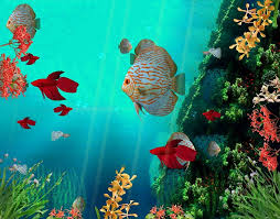 c reef aquarium 3d animated moving