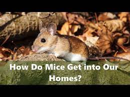 How Do Mice Get Into Our Homes Planet