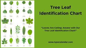 free printable tree leaf identification