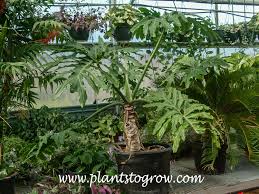 selloum philodendron philodendron