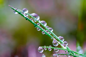 beautiful water drops in spring picture